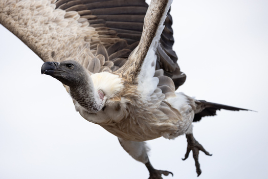 View of a vulture in flight with its wings spread wide against a clear sky Selestat Grand Est France.