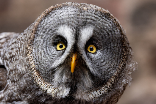 View of a Great Grey Owl with intense yellow eyes and detailed grey plumage in Selestat Grand Est France.