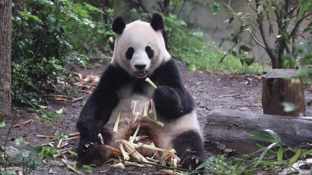 View of giant panda eating bamboo in Chengdu China. View of giant panda eating bamboo in Chengdu China.