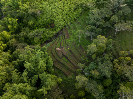 Aerial view of Bangka Kenda a small terraced agricultural plot surrounded by dense tropical forest and lush greenery in Wae Rii East Nusa Tenggara Indonesia.