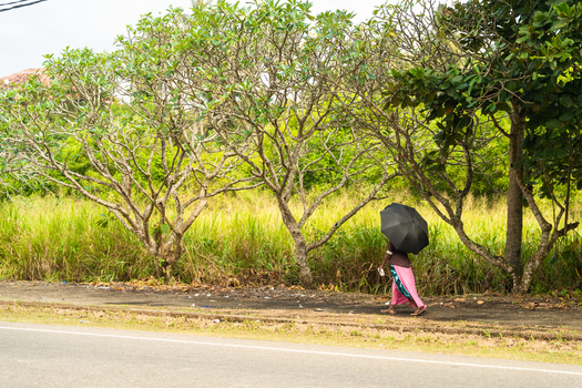 View of a woman walking with a black umbrella along a roadside path lined with frangipani trees and lush green vegetation Koggala Southern Province Sri Lanka. View of a woman walking with a black umbrella along a roadside path lined with frangipani trees and lush green vegetation Koggala Southern Province Sri Lanka.