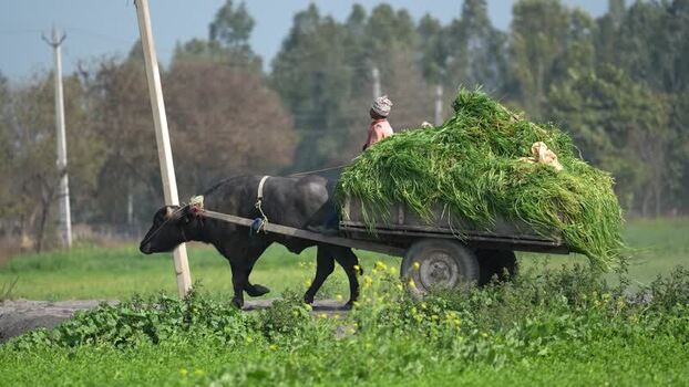 View of a buffalo cart carrying green fodder in a rural field India.