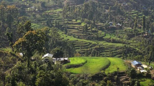 View of terraced green fields and rural houses Nepal.