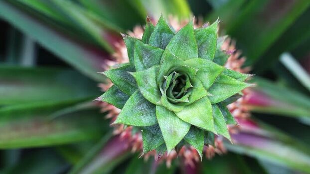 View of a young pineapple growing in Madhupur Bangladesh.
