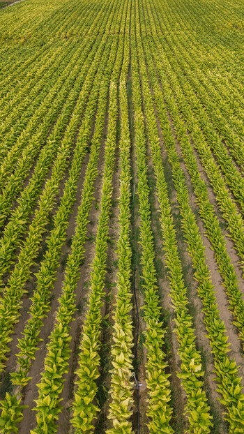 Aerial view of lush green tobacco plants growing in perfectly aligned rows across a vast agricultural field in Talayuela Extremadura Spain. Aerial view of lush green tobacco plants growing in perfectly aligned rows across a vast agricultural field in Talayuela Extremadura Spain.