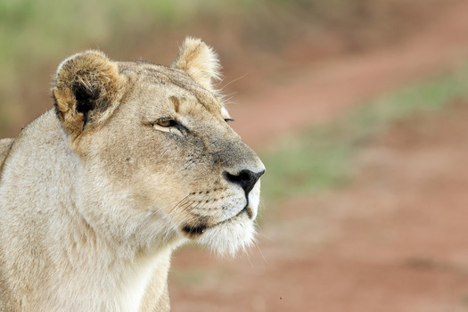 View of a lioness profile with focused eyes and soft fur in Kruger National Park Hoedspruit Limpopo South Africa. View of a lioness profile with focused eyes and soft fur in Kruger National Park Hoedspruit Limpopo South Africa.