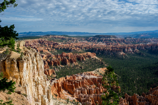 View of the iconic hoodoos and rocky cliffs of Bryce Canyon National Park surrounded by dense pine forests under a bright blue sky in Utah United States.