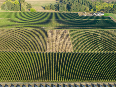 Aerial view of rural farmland featuring rows of green crops and a central patch of harvested land with trees and a farm building in the background in Woodburn Oregon United States. Aerial view of rural farmland featuring rows of green crops and a central patch of harvested land with trees and a farm building in the background in Woodburn Oregon United States.
