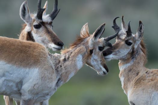 View of three pronghorn antelopes interacting in a grassy field in Yellowstone National Park United States. View of three pronghorn antelopes interacting in a grassy field in Yellowstone National Park United States.