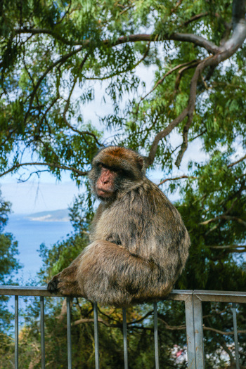 View of a Barbary macaque perched gracefully on a metal railing with the vast expanse of the blue sea fading into the horizon Gibraltar Gibraltar. View of a Barbary macaque perched gracefully on a metal railing with the vast expanse of the blue sea fading into the horizon Gibraltar Gibraltar.