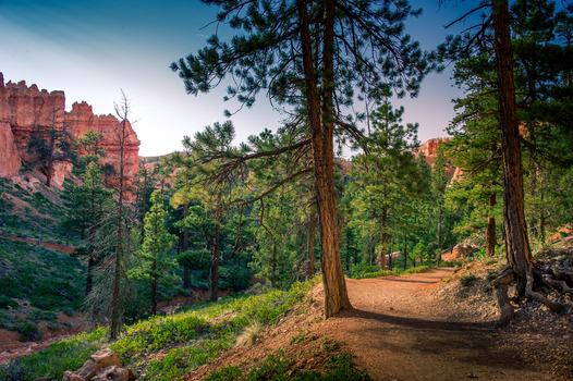 View of a hiking trail winding through a pine forest with iconic red rock hoodoos in the background under a clear sky in Utah United States.