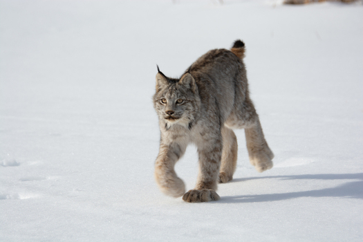 View of a Canada lynx walking through deep snow in a winter landscape in Montana USA. View of a Canada lynx walking through deep snow in a winter landscape in Montana USA.