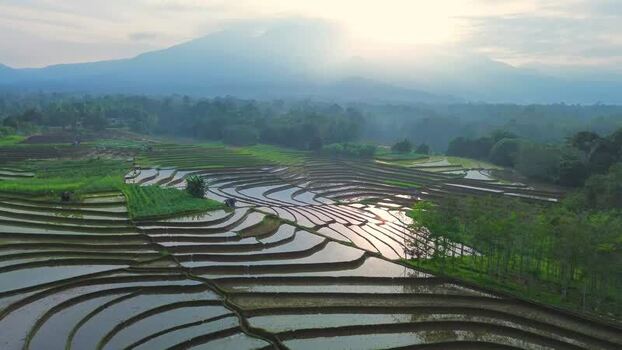 Aerial view of Dieng terraced rice fields Indonesia.