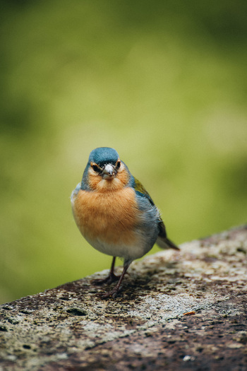 View of a vibrant chaffinch with a striking blue head and orange breast perched on a textured stone surface against a blurred green backdrop Azores Portugal. View of a vibrant chaffinch with a striking blue head and orange breast perched on a textured stone surface against a blurred green backdrop Azores Portugal.