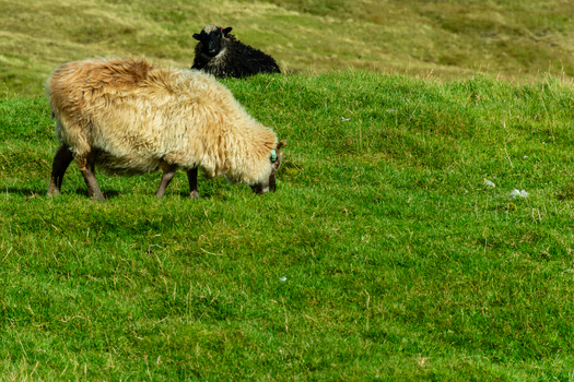 View of a beige sheep and a black sheep grazing on a lush green hillside in the Faroe Islands. View of a beige sheep and a black sheep grazing on a lush green hillside in the Faroe Islands.