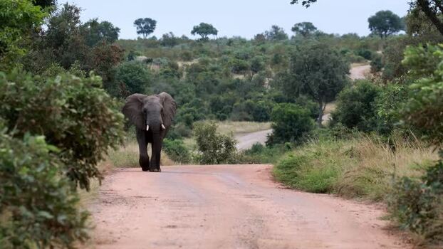View of an elephant on a road in Kruger National Park South Africa