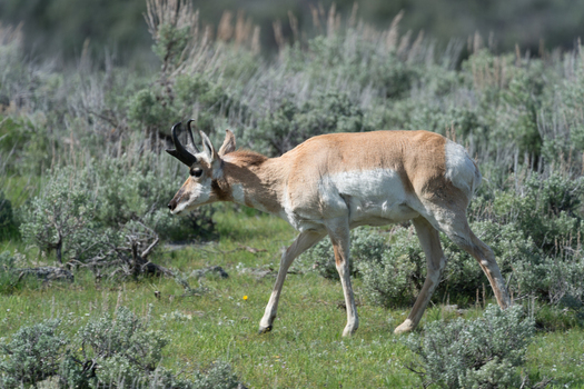 View of a pronghorn walking through a grassy field with sagebrush in Yellowstone National Park United States. View of a pronghorn walking through a grassy field with sagebrush in Yellowstone National Park United States.