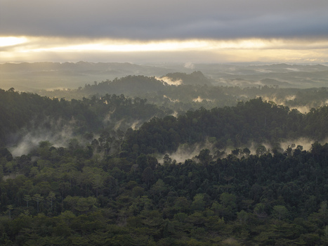 Aerial view of Sukau rainforest with morning mist rising from the dense canopy during a golden sunrise in Kinabatangan Sabah Malaysia. Aerial view of Sukau rainforest with morning mist rising from the dense canopy during a golden sunrise in Kinabatangan Sabah Malaysia.