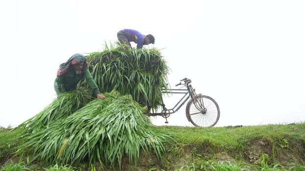 View of men loading grass onto a bicycle in Bogura Bangladesh. View of men loading grass onto a bicycle in Bogura Bangladesh.