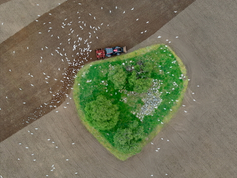 Aerial view of a tractor plowing a field around a heart shaped green island of trees with a flock of white birds following it Inveruglass Scotland United Kingdom.