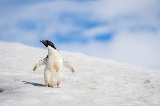 View of an Adelie penguin standing on the snow covered landscape of Paulet Island Antarctica. View of an Adelie penguin standing on the snow covered landscape of Paulet Island Antarctica.