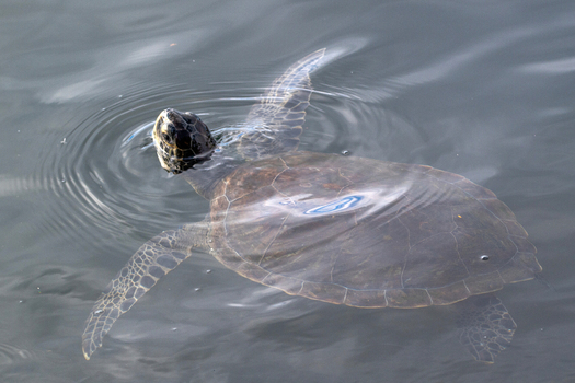 View of a sea turtle swimming at the water s surface with its head above the water creating gentle ripples Brazil.