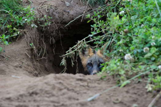 View of a red fox peeking out from its burrow in the ground surrounded by lush green grass and soil in Yellowstone National Park United States. View of a red fox peeking out from its burrow in the ground surrounded by lush green grass and soil in Yellowstone National Park United States.
