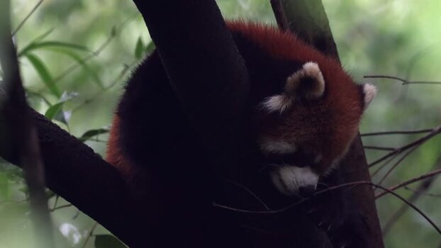 View of a red panda sleeping in a tree in China. View of a red panda sleeping in a tree in China.