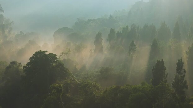 Aerial view of misty tropical forest at sunrise in Indonesia. Aerial view of misty tropical forest at sunrise in Indonesia.