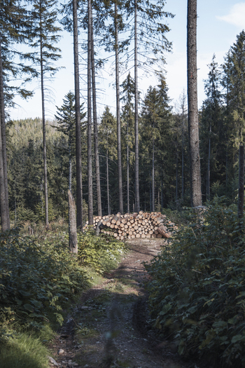 View of a pile of freshly cut logs stacked on a dirt path in a dense coniferous forest with tall pine trees in Poland. View of a pile of freshly cut logs stacked on a dirt path in a dense coniferous forest with tall pine trees in Poland.