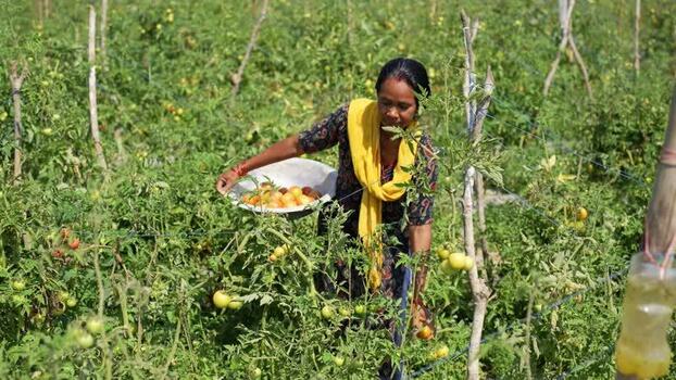 View of a woman harvesting tomatoes in a field Nepal.