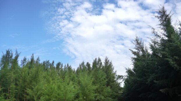View of green pine trees under a blue sky in Bangladesh.