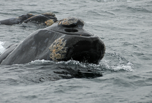 View of a Southern Right Whale surfacing in the dark ocean waters with visible callosities on its head near Puerto Piramides Puerto Madryn Chubut Argentina. View of a Southern Right Whale surfacing in the dark ocean waters with visible callosities on its head near Puerto Piramides Puerto Madryn Chubut Argentina.