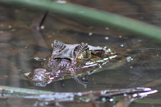 View of a caiman s head partially submerged in murky water its scales glistening under soft light Roxana Limón Province Costa Rica. View of a caiman s head partially submerged in murky water its scales glistening under soft light Roxana Limón Province Costa Rica.
