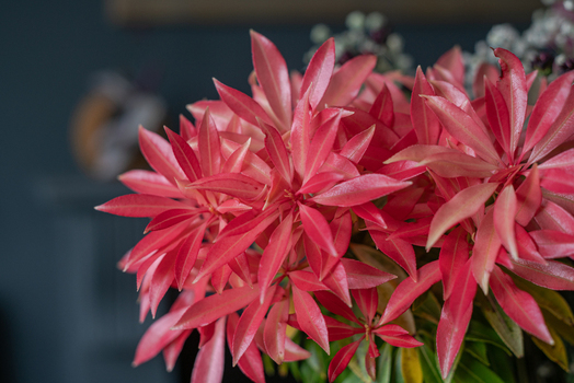 View of the vibrant red leaves of a Pieris plant in a garden setting in Looe Cornwall United Kingdom. View of the vibrant red leaves of a Pieris plant in a garden setting in Looe Cornwall United Kingdom.