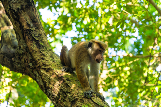View of a toque macaque monkey perched on a tree branch surrounded by lush green foliage at Jungle Beach Unawatuna Southern Province Sri Lanka.