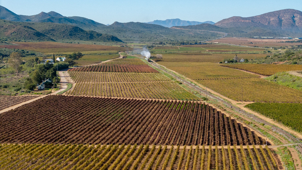 Aerial view of vast vineyards with a steam train emitting white smoke moving through the fields under a clear sky with mountains in the background Robertson Western Cape South Africa.