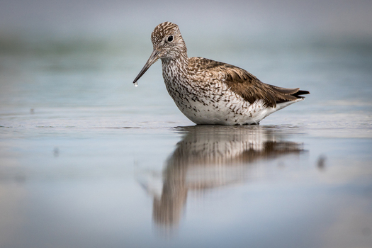 View of a sandpiper standing in shallow water with a clear reflection on the surface in Debrzno Pomeranian Voivodeship Poland.