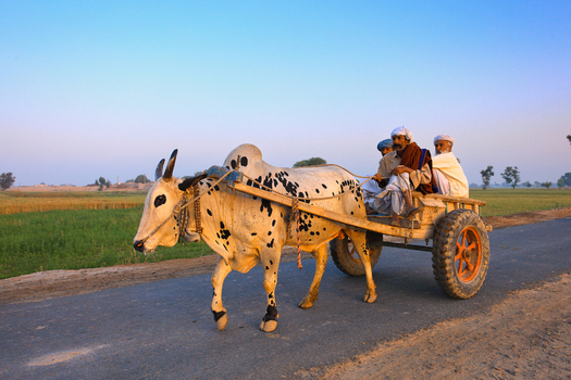 View of a spotted ox pulling a wooden cart with three men riding along a road near the Chanan Pir shrine in Yazman Punjab Pakistan.