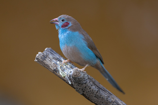 View of a Red cheeked Cordon bleu bird perched on a wooden branch against a blurred brown background in Mulhouse Grand Est France.