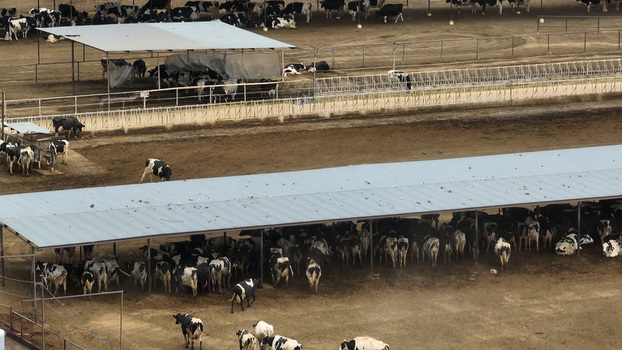 Aerial view of the Las Cruces cattle feedlot with numerous Holstein cows resting under metal shelters in dirt pens in Las Cruces New Mexico United States. Aerial view of the Las Cruces cattle feedlot with numerous Holstein cows resting under metal shelters in dirt pens in Las Cruces New Mexico United States.