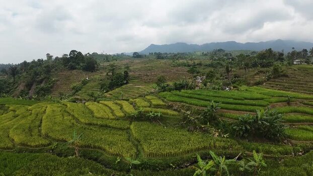 Aerial view of lush rice terraces and hills in Indonesia.
