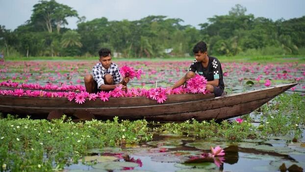 View of men harvesting pink water lilies in a boat Bangladesh. View of men harvesting pink water lilies in a boat Bangladesh.