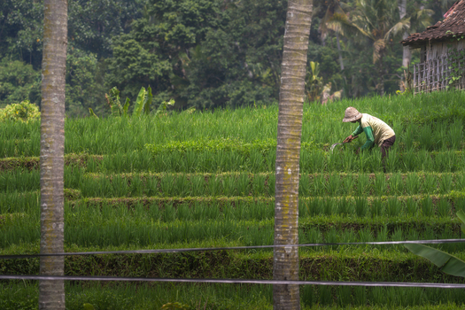 Aerial view of a farmer working in the Sidemen rice terraces surrounded by palm trees and tropical vegetation in Sidemen Bali Indonesia.