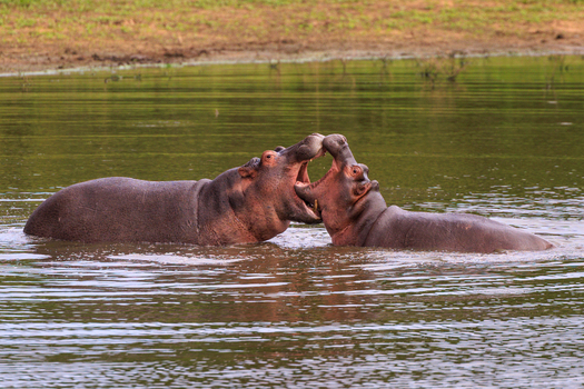 View of two hippopotamuses interacting in a river with one hippo opening its mouth wide near a grassy bank in Kruger National Park Skukuza Mpumalanga South Africa. View of two hippopotamuses interacting in a river with one hippo opening its mouth wide near a grassy bank in Kruger National Park Skukuza Mpumalanga South Africa.