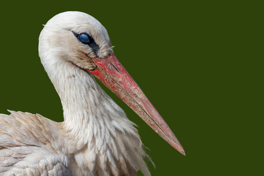 View of a white stork with a long red beak and white plumage against a green background Selestat Grand Est France.