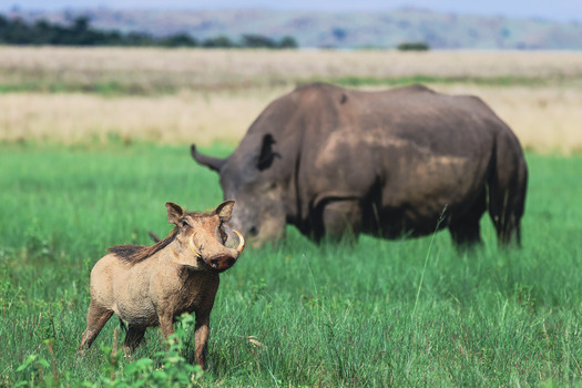 View of a warthog standing in the green grass with a rhinoceros grazing in the background at Welgevonden Game Reserve Waterberg District Municipality Limpopo South Africa. View of a warthog standing in the green grass with a rhinoceros grazing in the background at Welgevonden Game Reserve Waterberg District Municipality Limpopo South Africa.