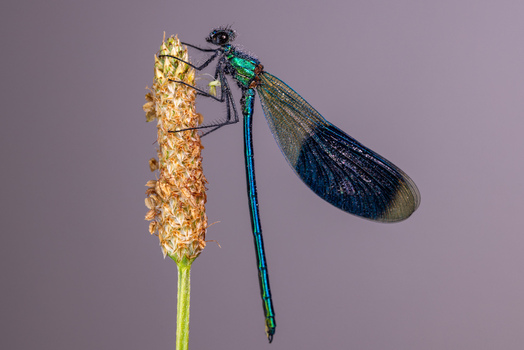 View of a metallic blue damselfly with dew drops perched on a dry plant stalk against a soft purple background Wittenheim Grand Est France.