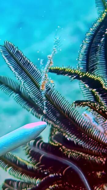 View of a ghost pipefish camouflaged on a crinoid Indonesia. View of a ghost pipefish camouflaged on a crinoid Indonesia.
