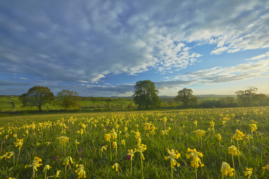 View of a meadow filled with yellow cowslip flowers under a dramatic cloudy sky with green trees in the background in the United Kingdom. View of a meadow filled with yellow cowslip flowers under a dramatic cloudy sky with green trees in the background in the United Kingdom.